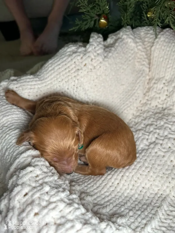 Cupid – Bernedoodle puppy for sale in Greenville, SC