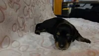Bear, a male Miniature Dachshund for sale in Frederick, CO – 4 of 5