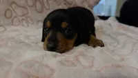 Sage, a male Miniature Dachshund for sale in Frederick, CO – 5 of 6