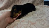 Smokey, a male Miniature Dachshund for sale in Frederick, CO – 4 of 5