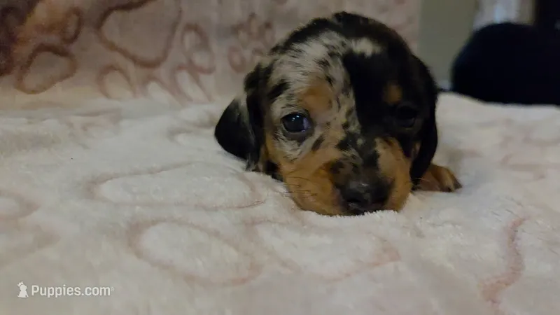 Meadow  – Miniature Dachshund puppy for sale in Frederick, CO