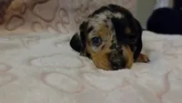 Meadow , a female Miniature Dachshund for sale in Frederick, CO – 1 of 6