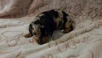 Meadow , a female Miniature Dachshund for sale in Frederick, CO – 2 of 6