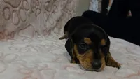 Smokey, a male Miniature Dachshund for sale in Frederick, CO – 3 of 5