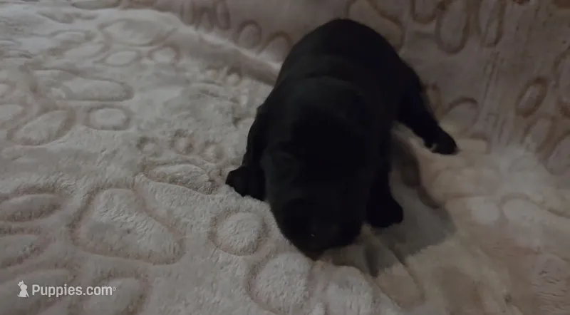 Willow – Miniature Dachshund puppy for sale in Frederick, CO