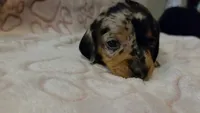 Meadow , a female Miniature Dachshund for sale in Frederick, CO – 3 of 6