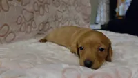 Oakly, a male Miniature Dachshund for sale in Frederick, CO – 4 of 6