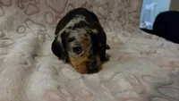 Meadow , a female Miniature Dachshund for sale in Frederick, CO – 5 of 6
