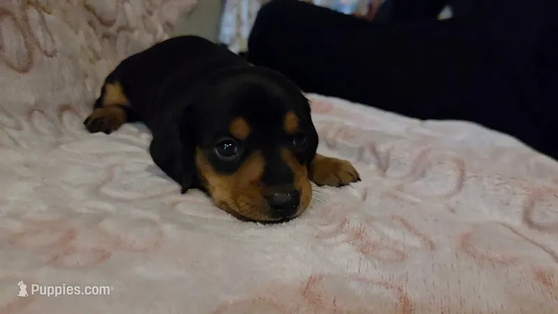 Sage – Miniature Dachshund puppy for sale in Frederick, CO
