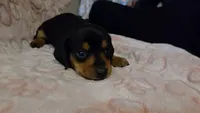 Sage, a male Miniature Dachshund for sale in Frederick, CO – 1 of 6