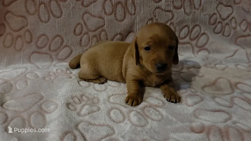Oakly – Miniature Dachshund puppy for sale in Frederick, CO