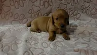 Oakly, a male Miniature Dachshund for sale in Frederick, CO – 1 of 6