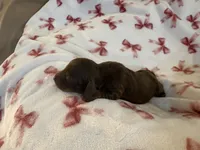 Reece , a male Miniature Dachshund for sale in Frederick, CO – 5 of 5