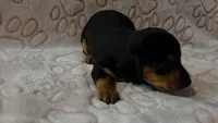 Sage, a male Miniature Dachshund for sale in Frederick, CO – 3 of 6