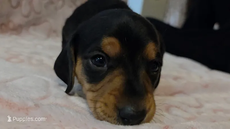 Smokey – Miniature Dachshund puppy for sale in Frederick, CO