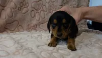 Smokey, a male Miniature Dachshund for sale in Frederick, CO – 2 of 5