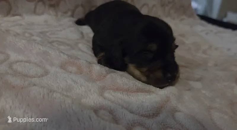 Bear – Miniature Dachshund puppy for sale in Frederick, CO