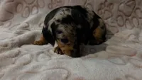 Meadow , a female Miniature Dachshund for sale in Frederick, CO – 4 of 6