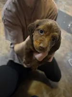Reece , a male Miniature Dachshund for sale in Frederick, CO – 4 of 5