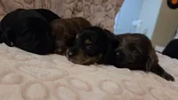 Bear, a male Miniature Dachshund for sale in Frederick, CO – 5 of 5