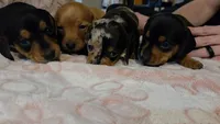 Oakly, a male Miniature Dachshund for sale in Frederick, CO – 6 of 6