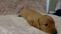 Oakly, a male Miniature Dachshund for sale in Frederick, CO – 5 of 6