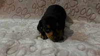 Sage, a male Miniature Dachshund for sale in Frederick, CO – 2 of 6