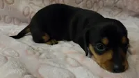 Sage, a male Miniature Dachshund for sale in Frederick, CO – 4 of 6