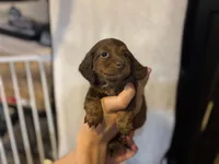 Reece , a male Miniature Dachshund for sale in Frederick, CO – 2 of 5
