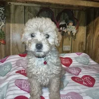 Troy, a male Poodle - Toy  and Chipoo for sale in Clyde, TX – Photo 2 of 2