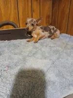 Sunny, a male Chihuahua for sale in Clyde, TX – Photo 2 of 2