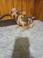 Sunny, a male Chihuahua for sale in Clyde, TX – Photo 1 of 2