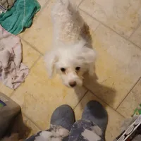 Benny, a male Maltipoo and Poodle - Toy  for sale in Clyde, TX – Photo 1 of 3