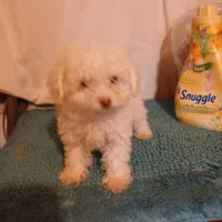 Benny, a male Maltipoo and Poodle - Toy  for sale in Clyde, TX – Photo 2 of 3