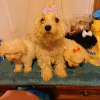Benny, a male Maltipoo and Poodle - Toy  for sale in Clyde, TX – Photo 3 of 3