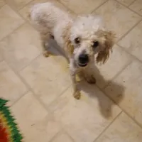 Todd, a male Poodle - Toy  for sale in Clyde, TX – Photo 2 of 4