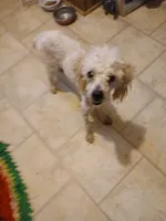 Todd, a male Poodle - Toy  for sale in Clyde, TX – Photo 2 of 4