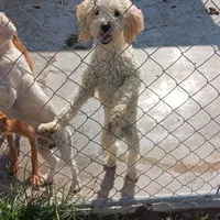 Todd, a male Poodle - Toy  for sale in Clyde, TX – Photo 3 of 4