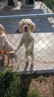 Todd, a male Poodle - Toy  for sale in Clyde, TX – Photo 3 of 4