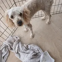 Todd, a male Poodle - Toy  for sale in Clyde, TX – Photo 1 of 4