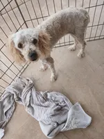 Todd, a male Poodle - Toy  for sale in Clyde, TX – Photo 1 of 4