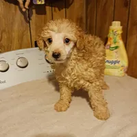 Todd, a male Poodle - Toy  for sale in Clyde, TX – Photo 4 of 4