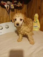 Todd, a male Poodle - Toy  for sale in Clyde, TX – Photo 4 of 4