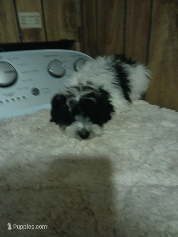 Jacob – Shihpoo, Poodle - Toy  puppy for sale in Clyde, TX
