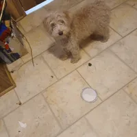 Jack, a male Goldendoodle and Poodle - Toy  for sale in Clyde, TX – Photo 1 of 2