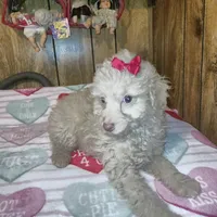 Tammy, a female Poodle - Toy  and Chipoo for sale in Clyde, TX – 1 of 1