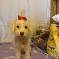 Penny, a female Maltipoo and Poodle - Toy  for sale in Clyde, TX – Photo 2 of 3