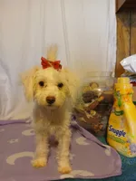 Penny, a female Maltipoo and Poodle - Toy  for sale in Clyde, TX – Photo 2 of 3