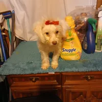 Penny, a female Maltipoo and Poodle - Toy  for sale in Clyde, TX – Photo 1 of 3