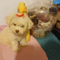 Penny, a female Maltipoo and Poodle - Toy  for sale in Clyde, TX – Photo 3 of 3